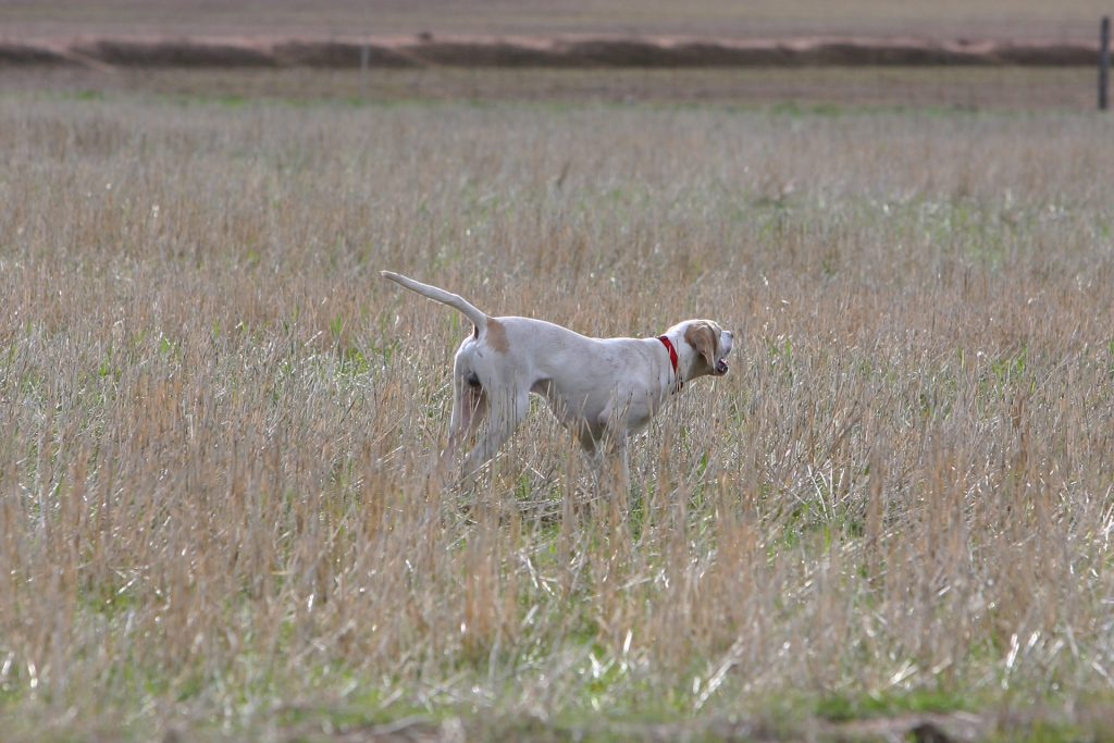 WA Trial 053